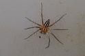 Oxyopes_ZZ606_D7735_Z_89_North Stradbroke island_Australie